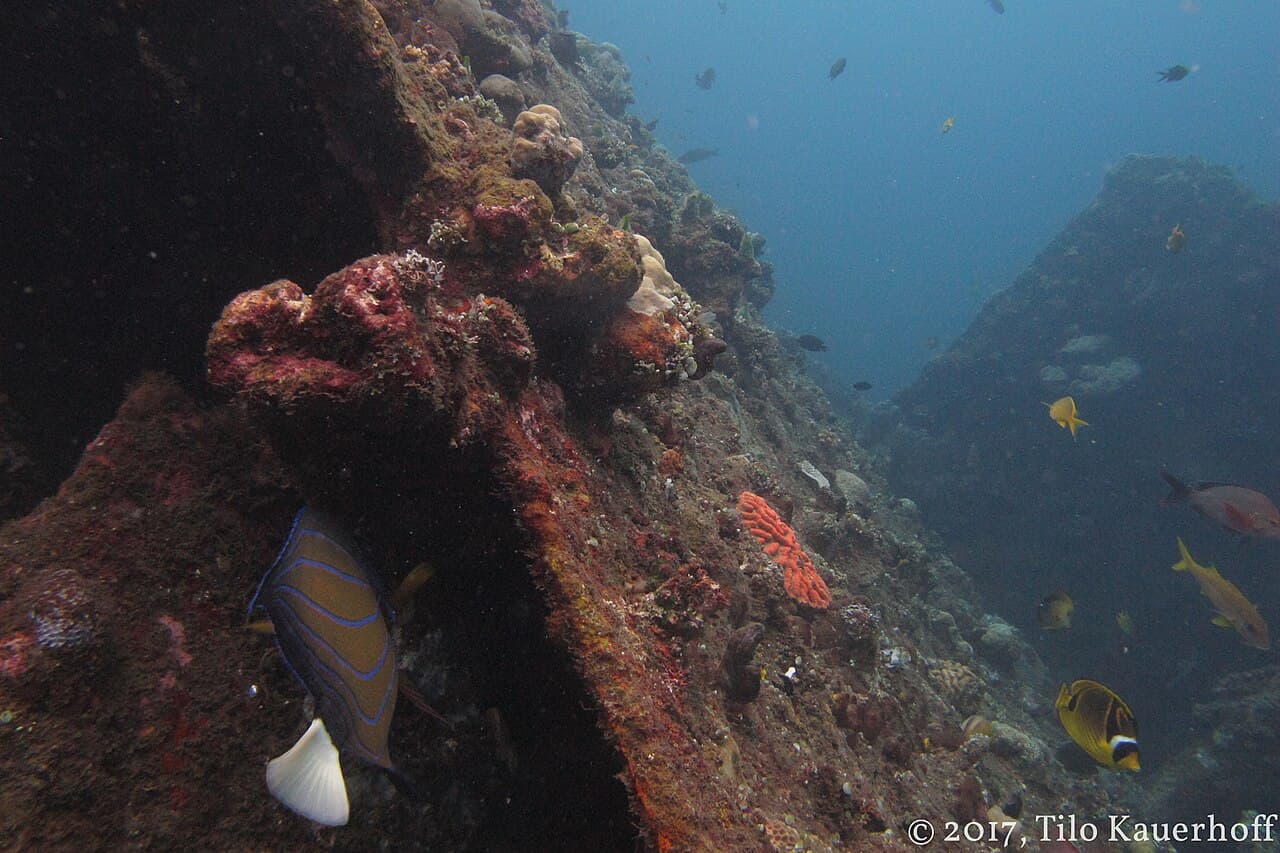 巴厘岛潜水完全攻略（2026最新）— 潜点、价格与持证中文导游建议