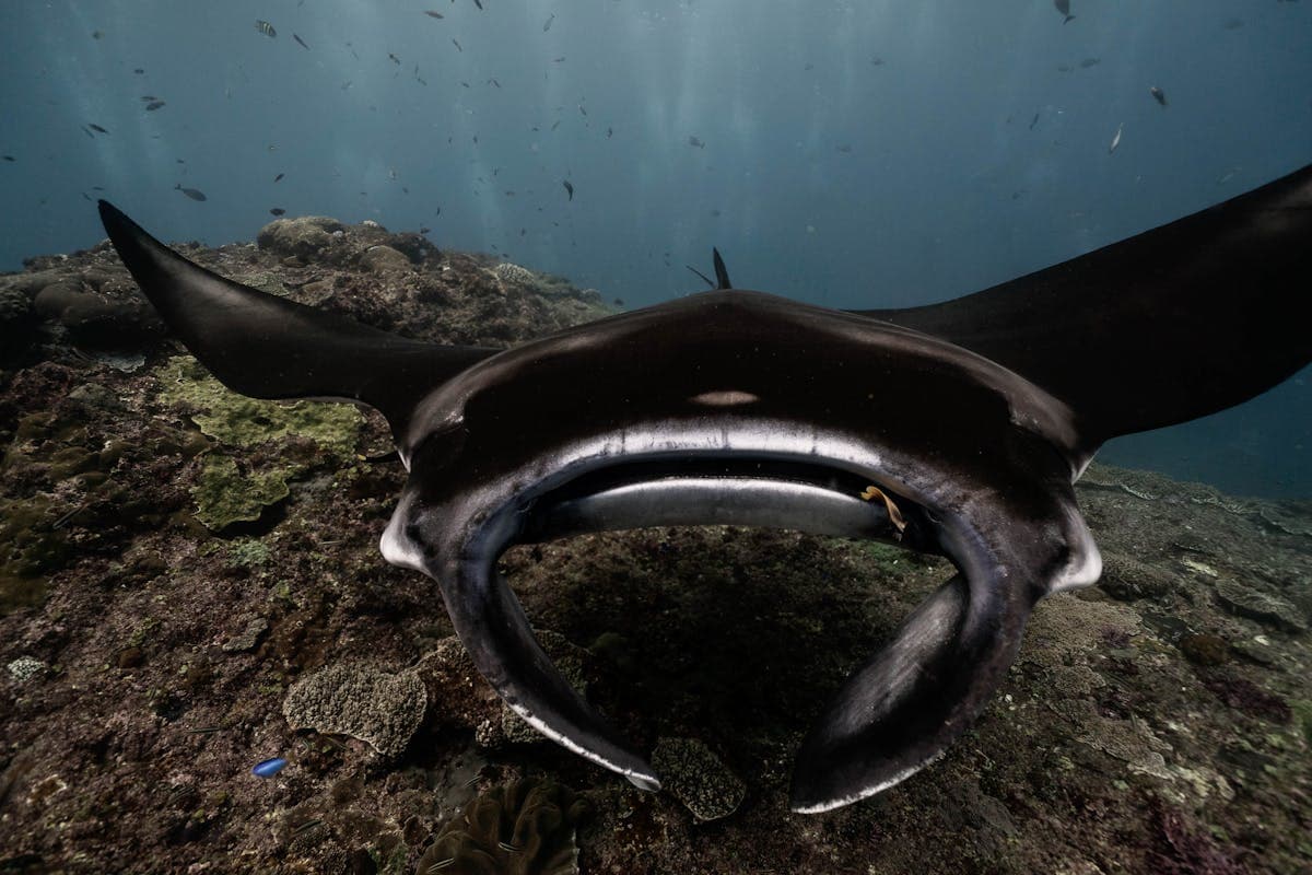 Bali Diving Guide — Best Sites, Costs & When to Go (2026)