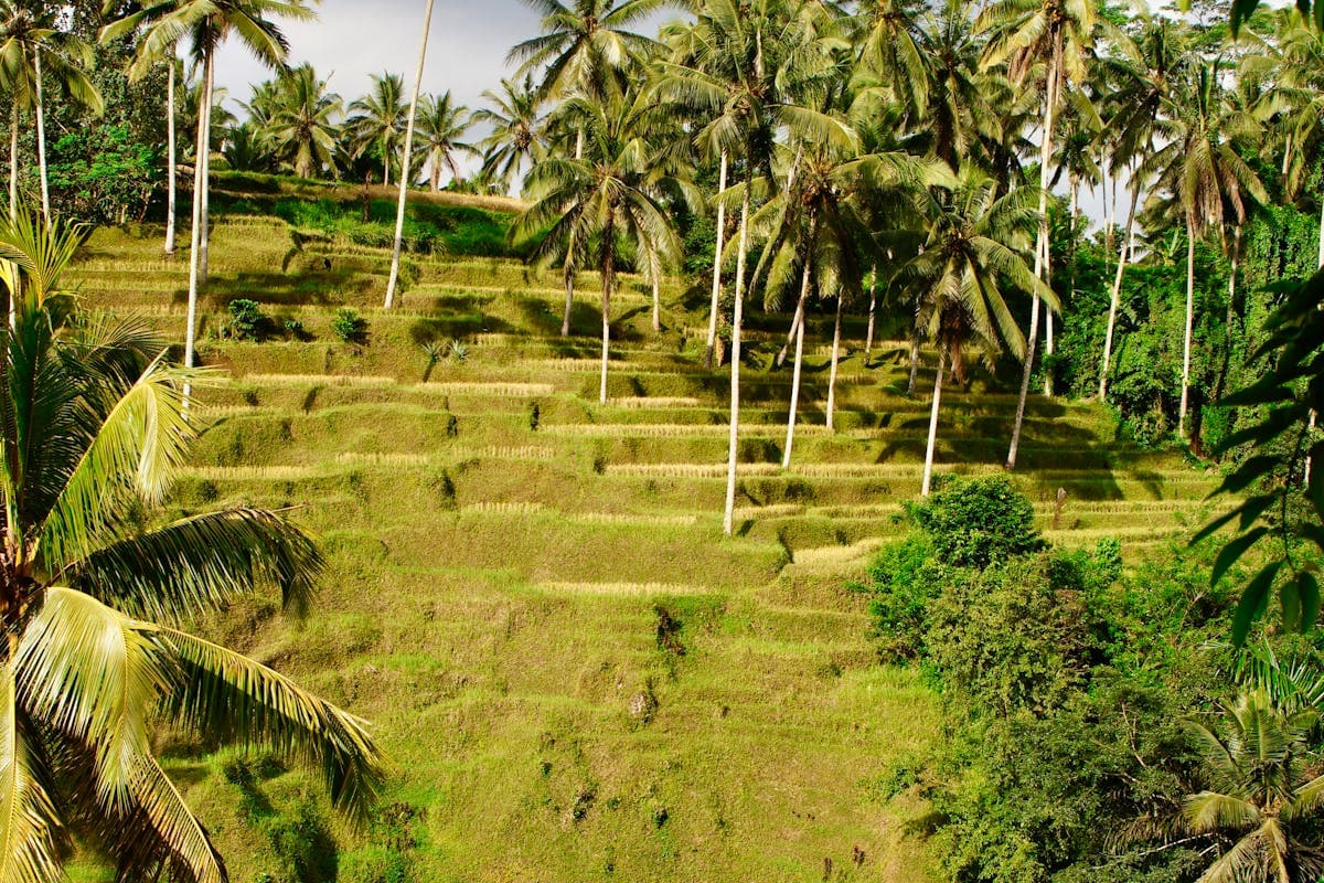 How Many Days in Bali? The Honest Answer From a Local Guide