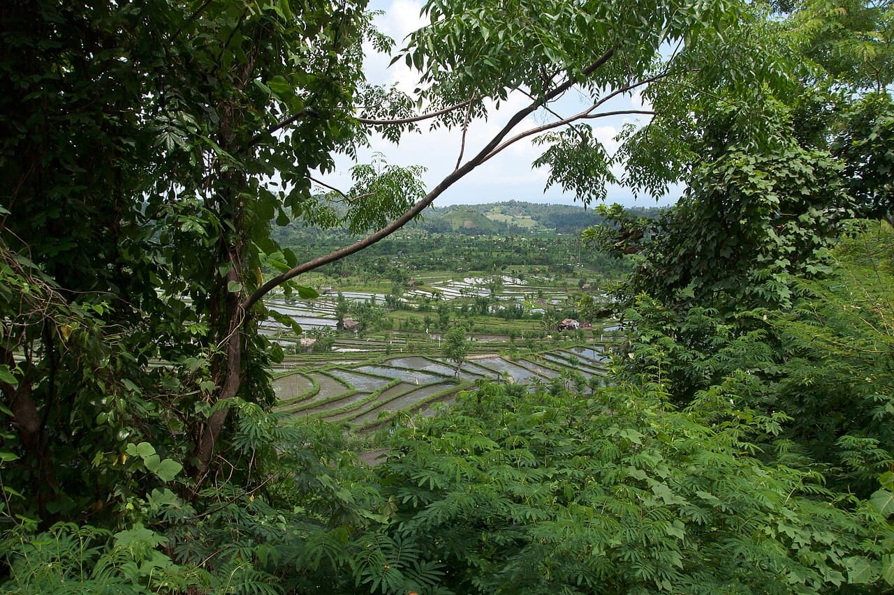 Rental Mobil Bali 2026 — Panduan Lengkap Harga, Pilihan & Tips dari Pemandu Lokal