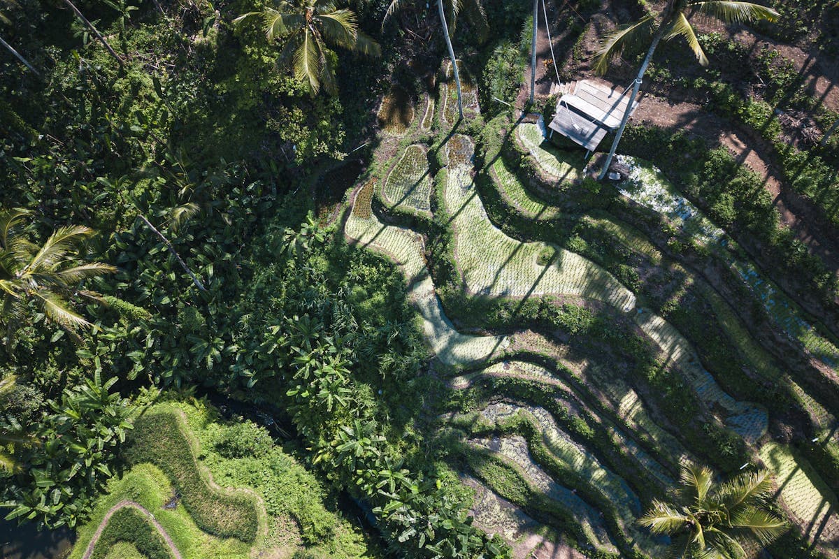 Rizières de Bali — Les Plus Belles Terrasses et Comment les Visiter