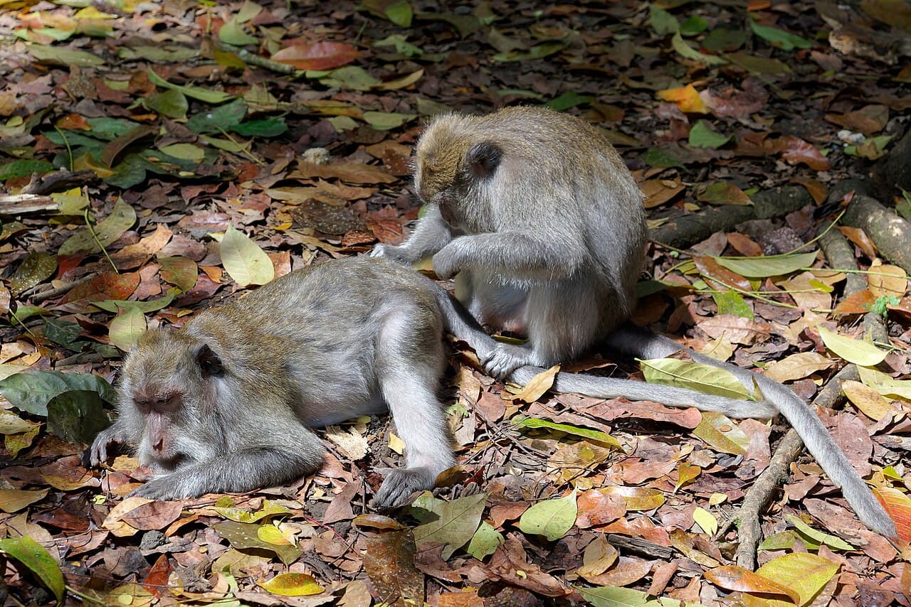 Ubud Monkey Forest 2026 — Visiting Tips, Tickets & Safety