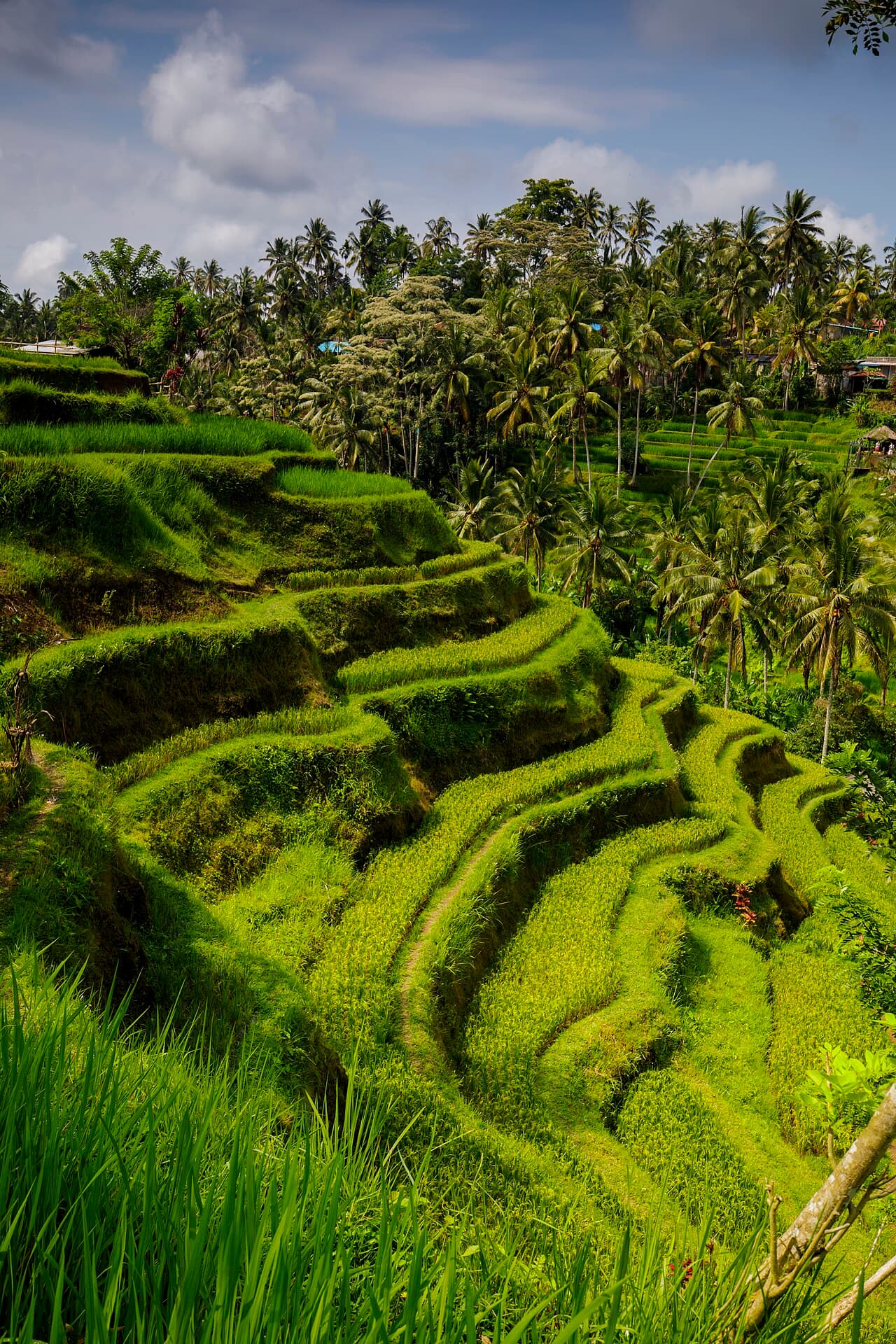 Bali Rainy Season 2026: Month-by-Month Reality (Local Guide)