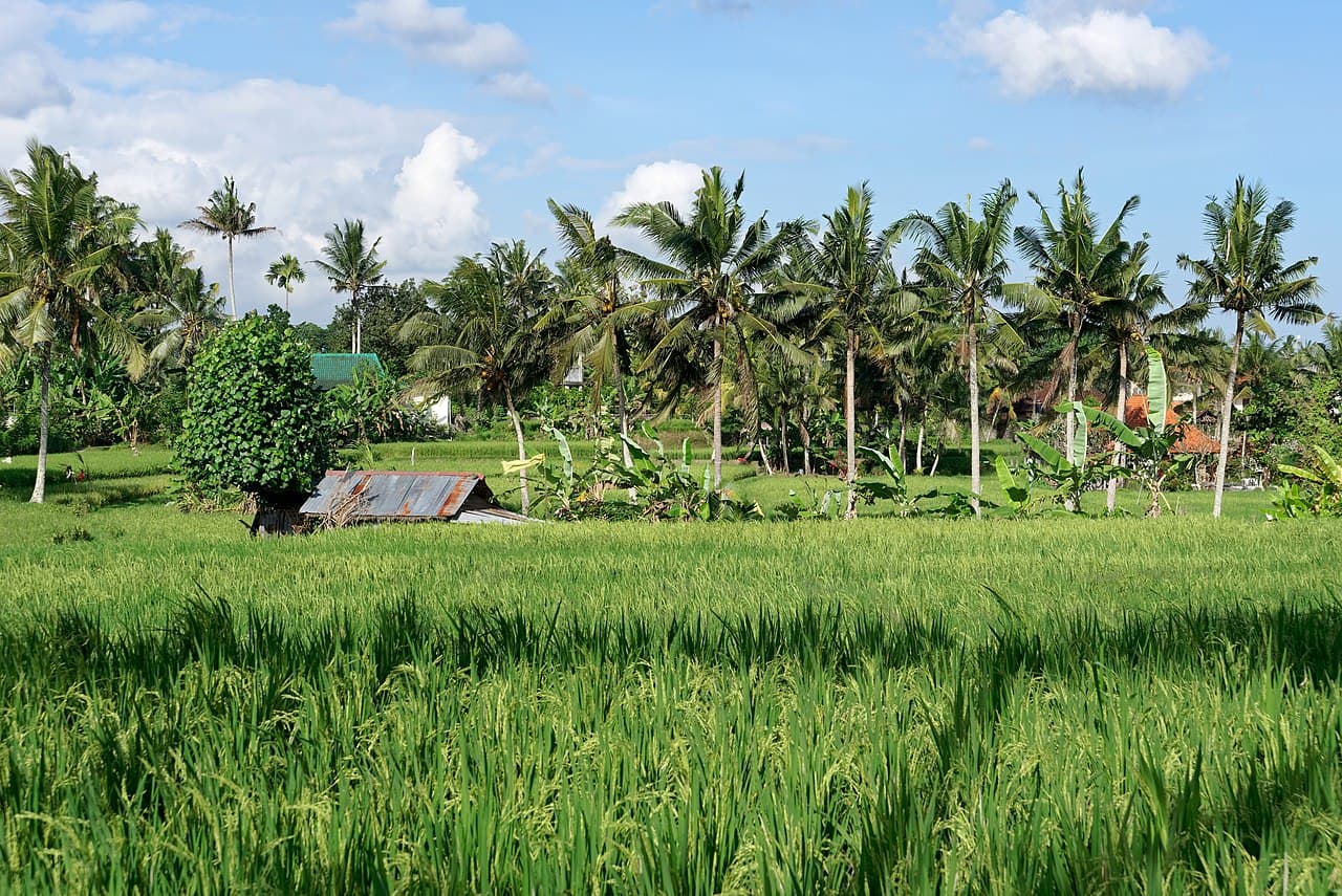 Bali Yoga Retreat Guide — How to Choose One That Actually Suits You