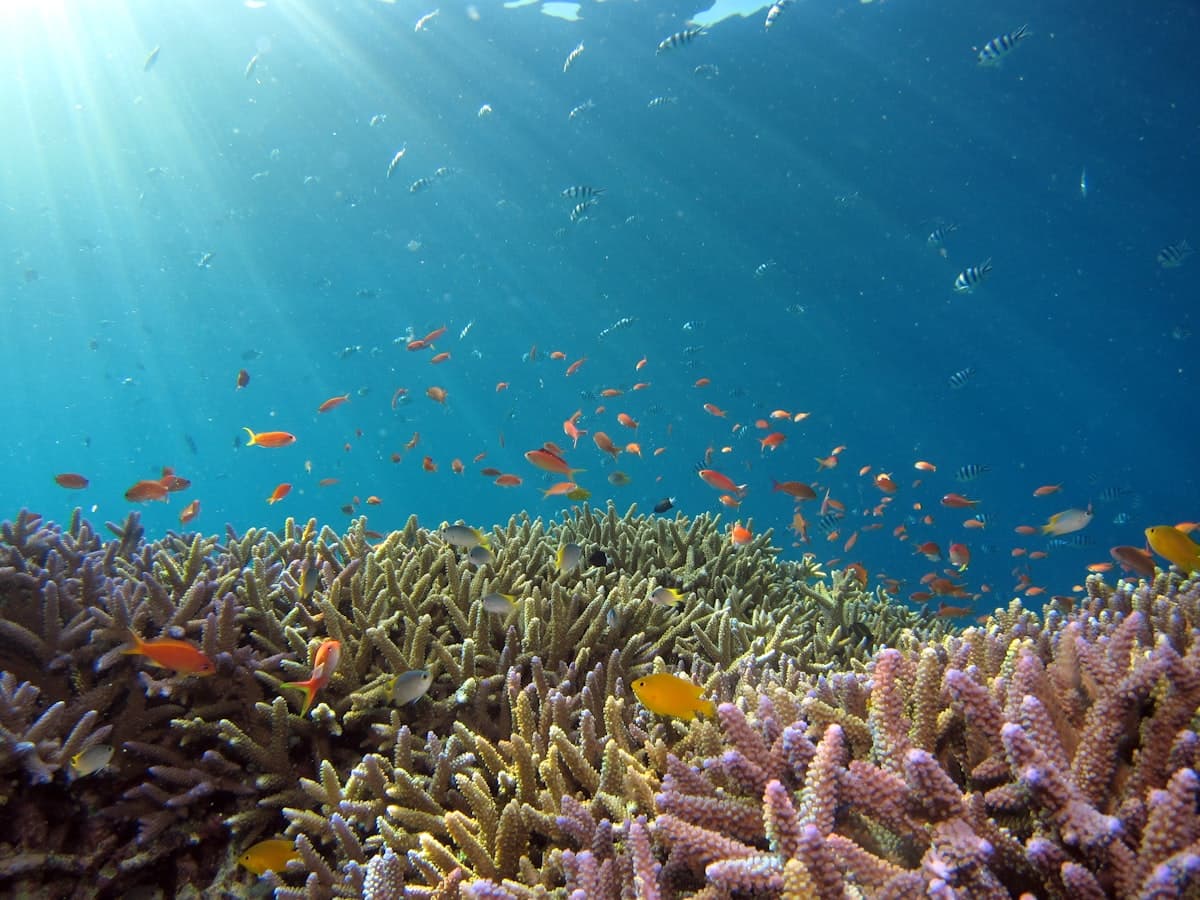 Plongée à Bali 2026 — Meilleurs Spots, Tarifs & Saisons