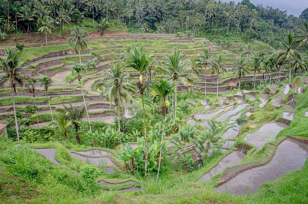 Tegalalang Rice Terrace 2026: Rp 25,000 Entry, 7 Best Photo Spots — by Certified Bali Guide