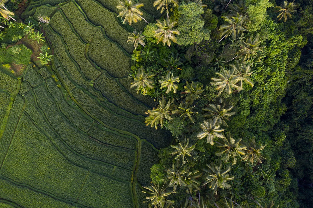 Carte de Bali : Régions, Zones et Distances (Guide FR 2026)